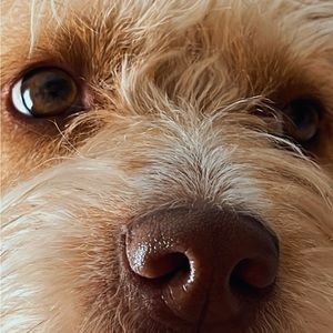 Meet your Posher, Dawn